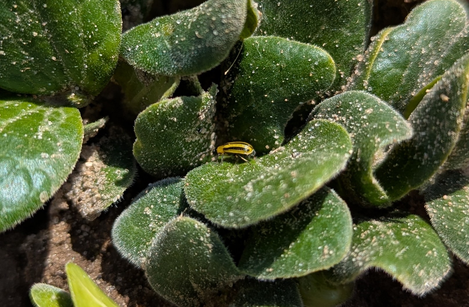 Close-up of a striped cucumber beetle on fuzzy green seedling leaves covered with soil particles.